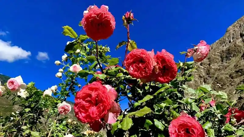 高原玫瑰.jpg