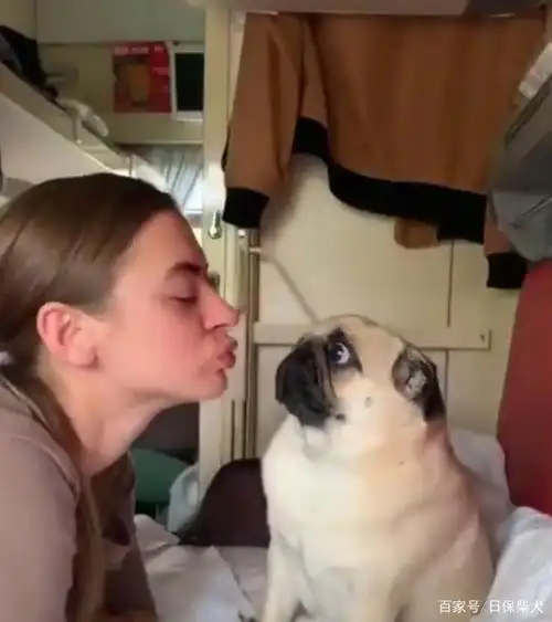 女主人嘟嘴亲狗狗,狗子一脸不乐意,小表情把人笑喷