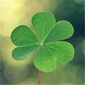 唯美清新的四叶草图片头像