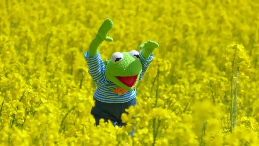 油菜籽场可爱青蛙4k图片壁纸