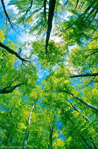 仰视蓝天白云绿树图片