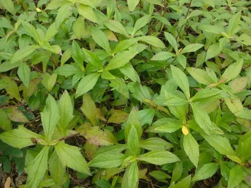 给大家发几张我自己拍的草药图片