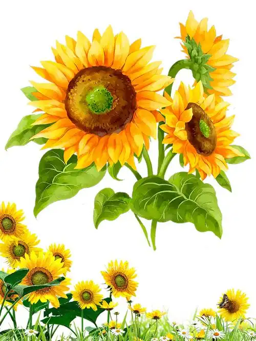 🌻卡通向日葵