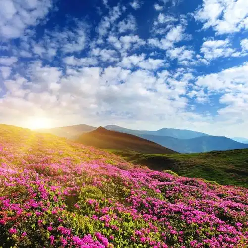 江山多娇之山花烂漫