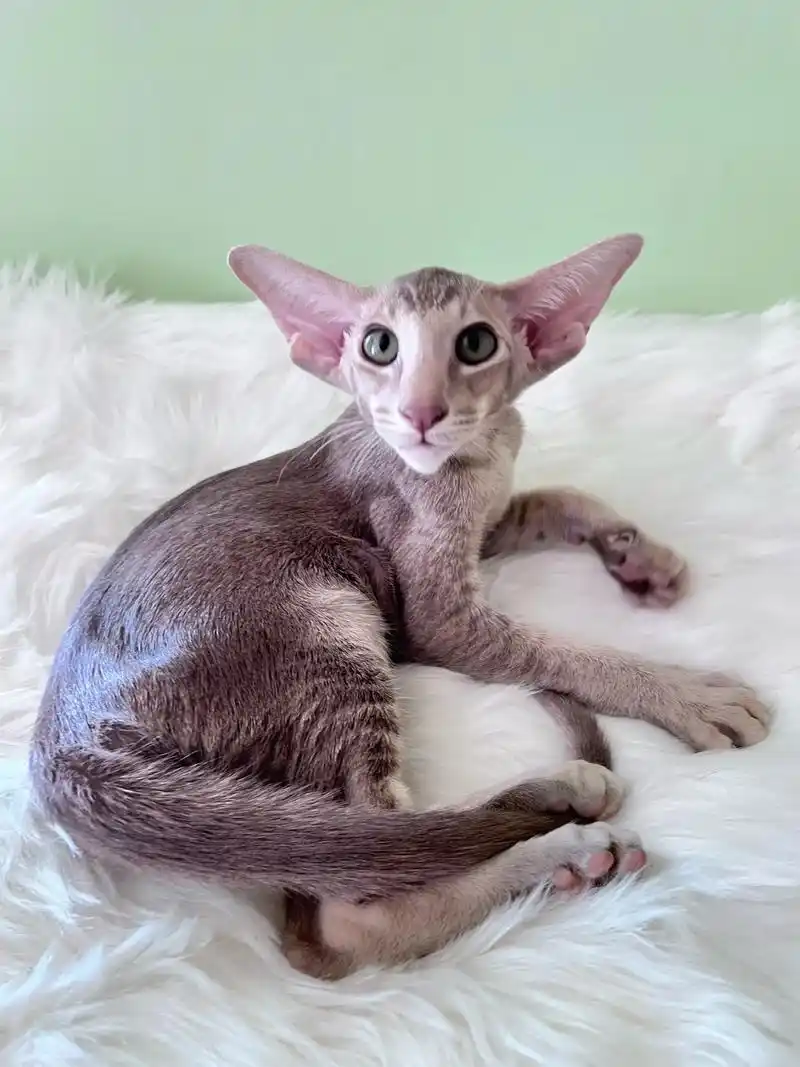 紫色刺鼠东方短毛猫.东短#东方短毛猫 #这个猫头好上头 #东 - 抖音