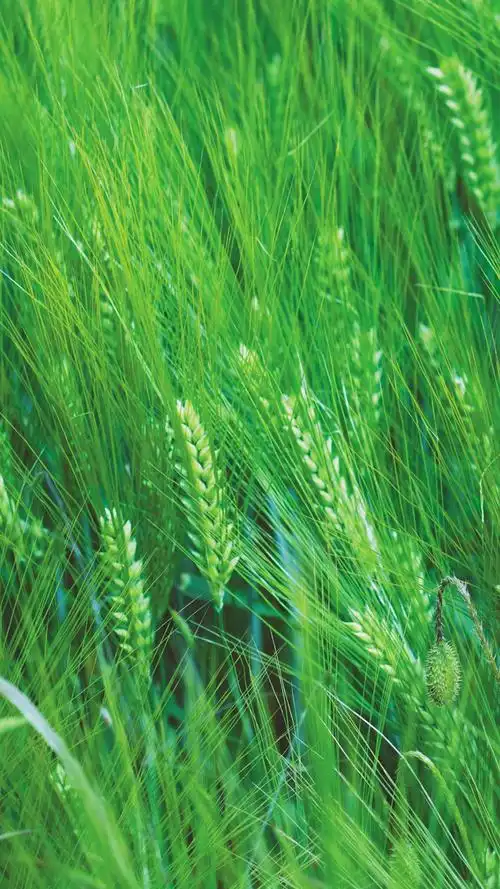 清新麦田风景手机壁纸
