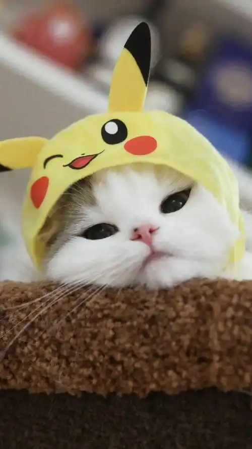 呆萌可爱小猫咪高清图片