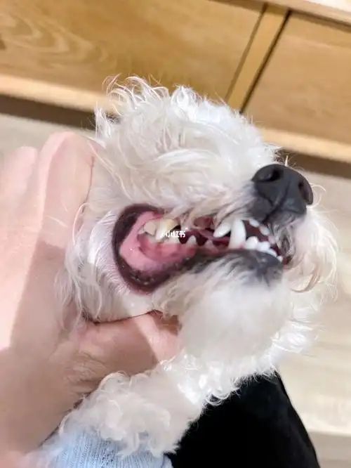 养比熊的请进来