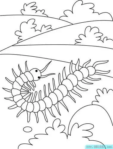 五毒动物蜈蚣简笔画