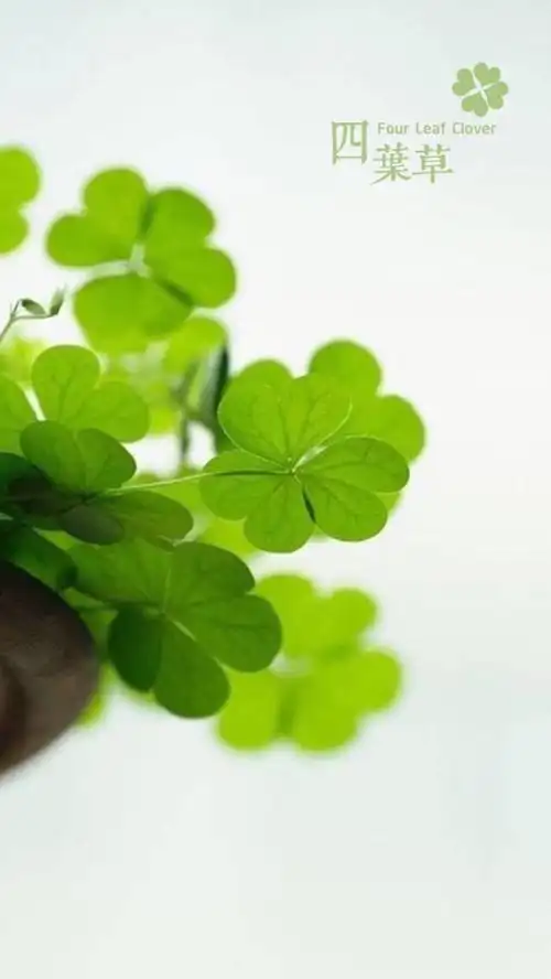 唯美 小清新 治愈 四叶草