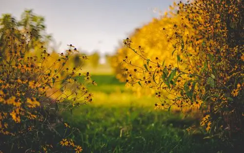 小清新阳光唯美意境壁纸