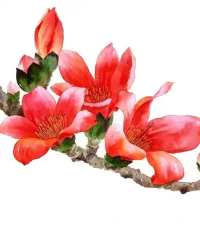 水彩画教程:教你画木棉花