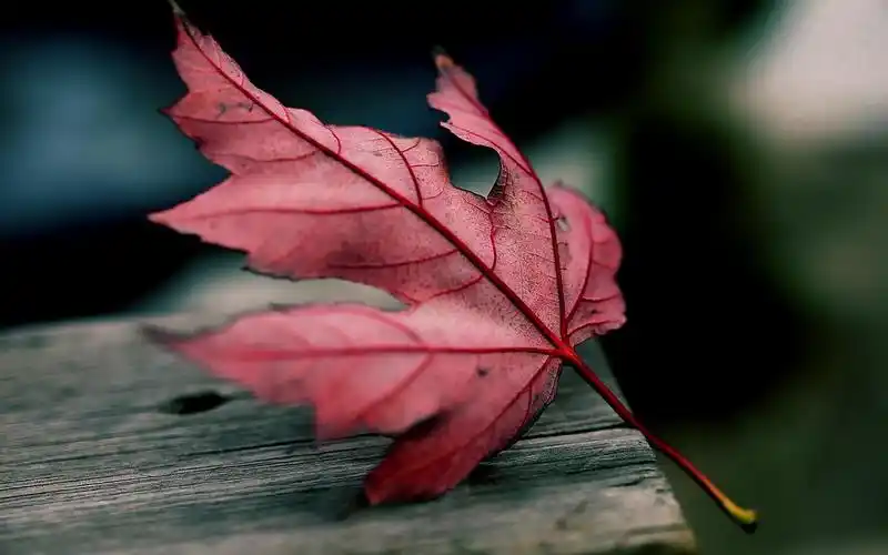 秋天,自然壁纸,唯美意境,落叶,秋天,自然,唯美意境,电脑壁纸,壁纸落叶