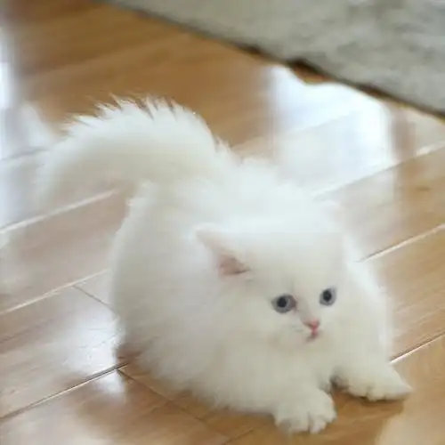纯白拿破仑矮脚长毛曼基康小短腿猫咪幼崽波斯猫猫咪