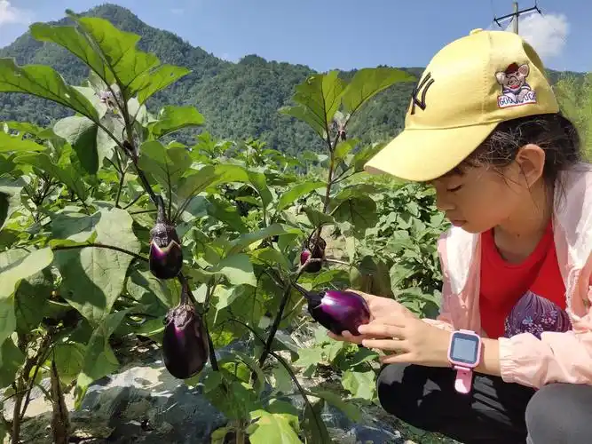 高山富硒茄子采摘.