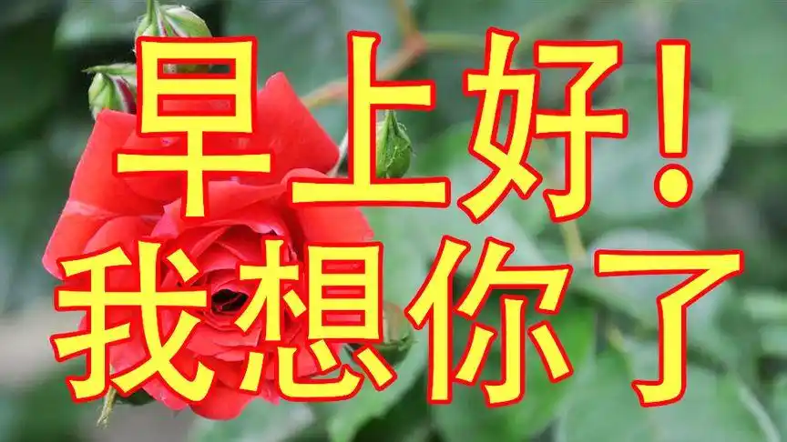 早上好!想你了 送你一首美的情歌 祝你天天都有好心情