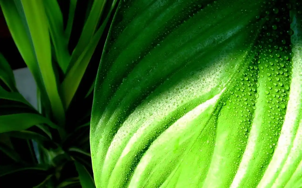 绿色护眼露珠高清图片桌面壁纸
