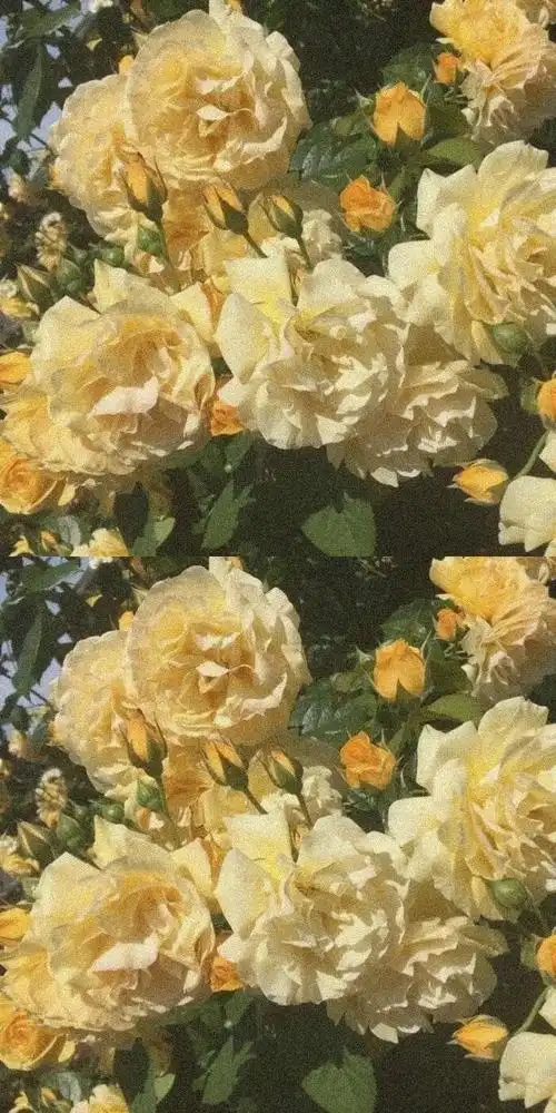 有没有ins风简约壁纸的类似于这种?