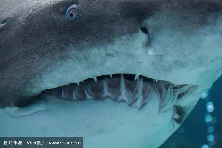 鲨鱼头特写