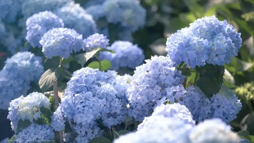 绣球花 - 堆糖,美图壁纸兴趣社区