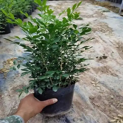 七里香千里香九里香批发基地直供货源充足大量供应七里香苗木