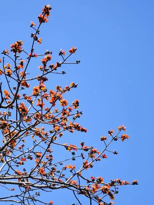 这就是我捡的两款不同颜色木棉花树