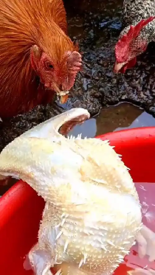 本来拔鸡毛,现在是鸡拔毛