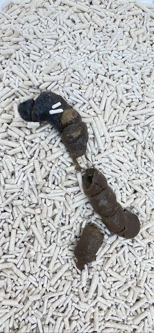 【求问】请问你家猫屎也这样过吗