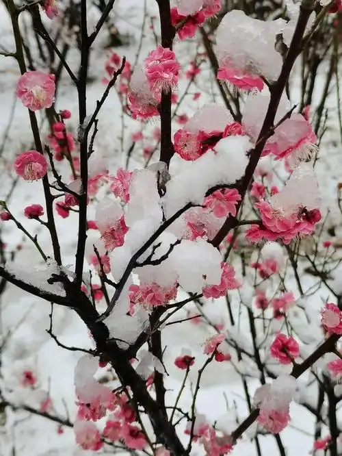 虽是片片点点,落在绿叶上却是丛丛簇簇,那雪中冒出的梅花尖尖甚是俏皮