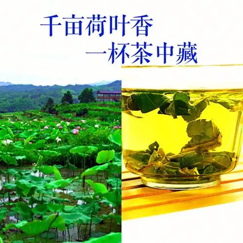 荷叶茶的功效与禁忌人群