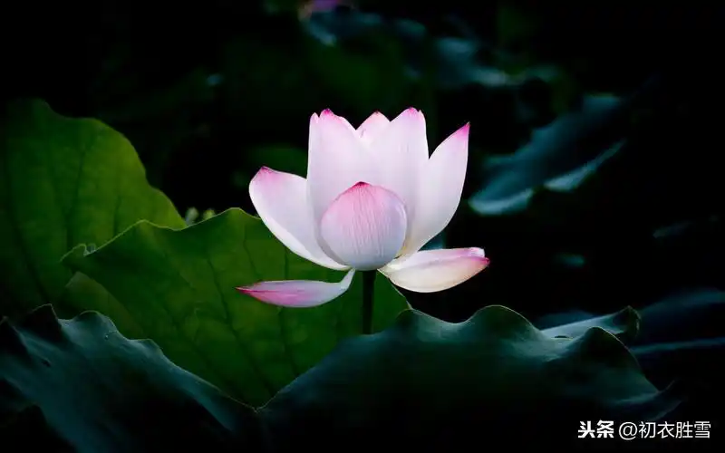 佛家赞美莲花的诗句(莲花最有禅意的句子)