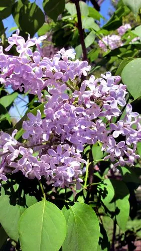 1080x1920 (iphone 8/7/6/6s plus)