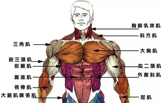 健身房胸肌锻炼基本动作详解!完美胸大肌都在这儿了