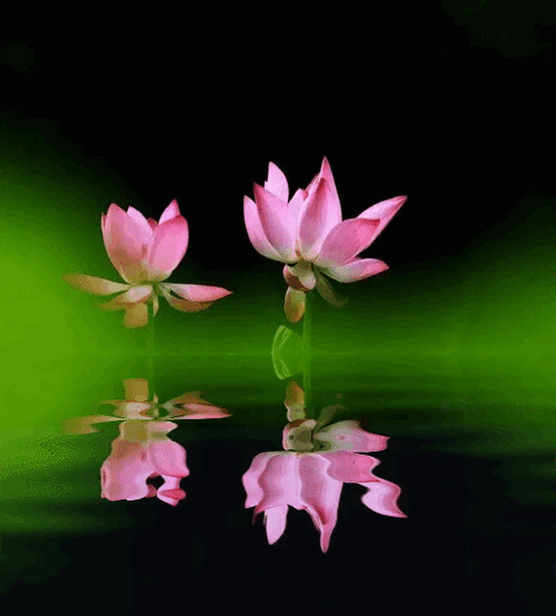 568_629gif 动态图 动图