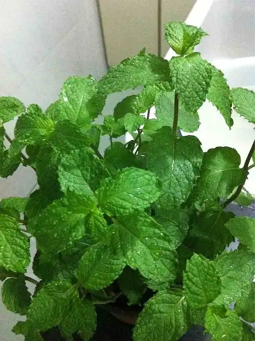 新人报到,问一下薄荷的品种