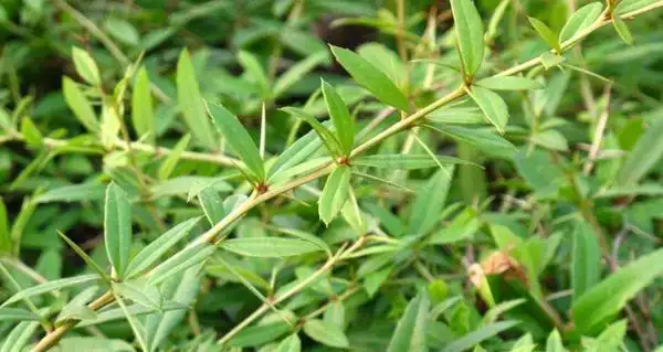 原创这个树浑身都是刺,果实是很多人小时候的零食,如今80元一斤