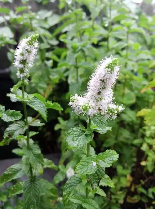 惊喜的薄荷花开