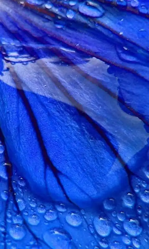 深蓝色,背景,唯美,图片,手机壁纸深蓝色背景图iphone6s手机壁纸