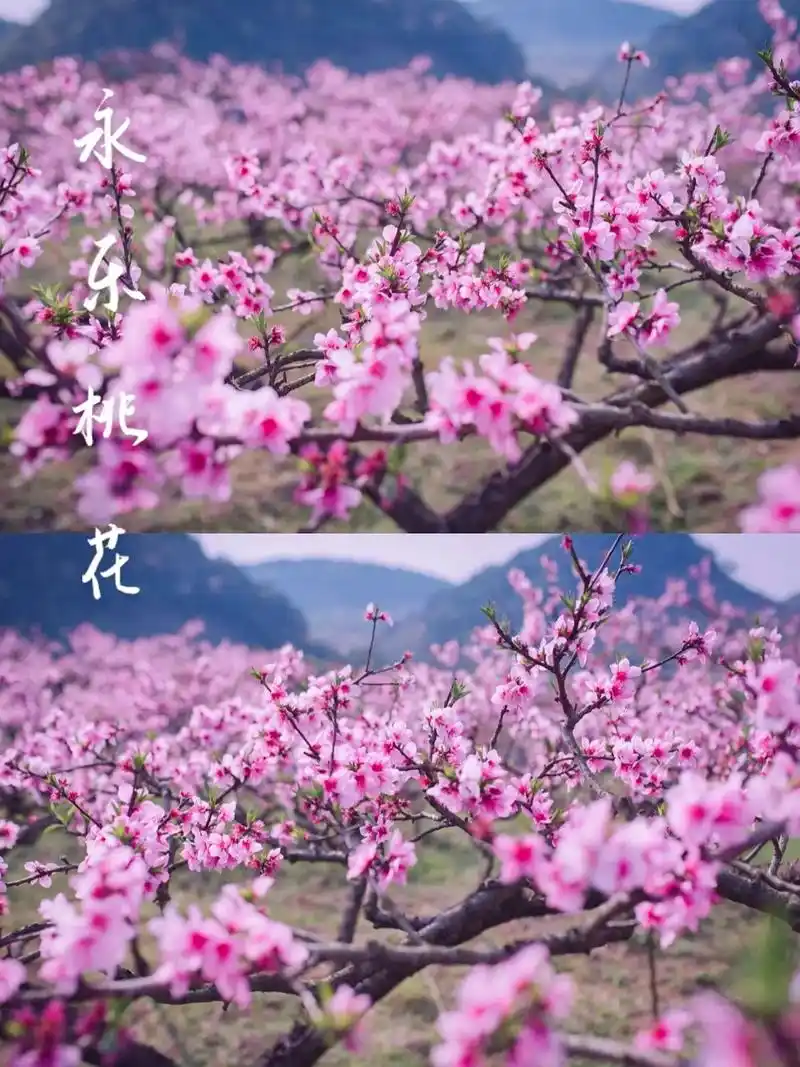 永乐十里桃花|附攻略.94春天是出门踏青 - 抖音