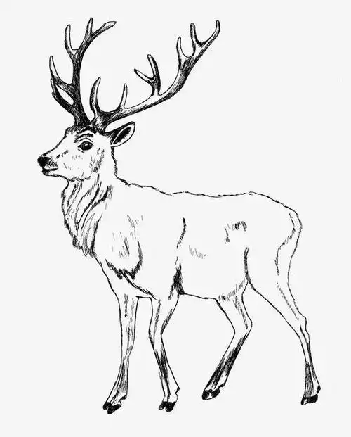 鹿的白描工笔线稿9张
