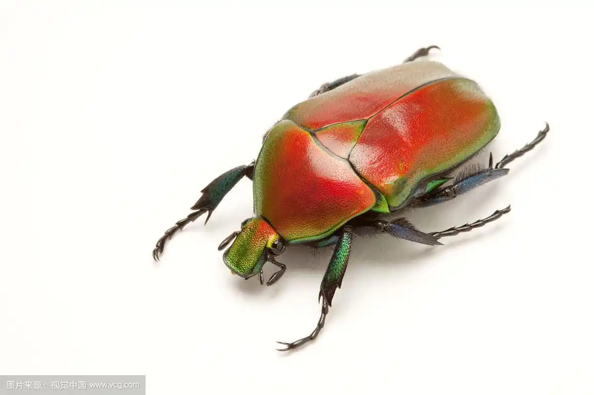 金龟子,甲虫,昆虫,鞘翅目,花金龟