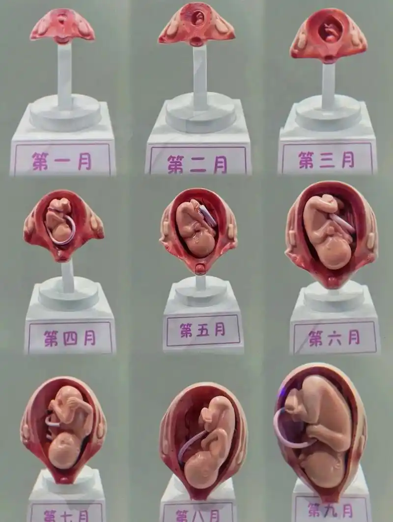 胎儿期1-10月成长图,看了这个,才知道当妈妈的是多么不容易