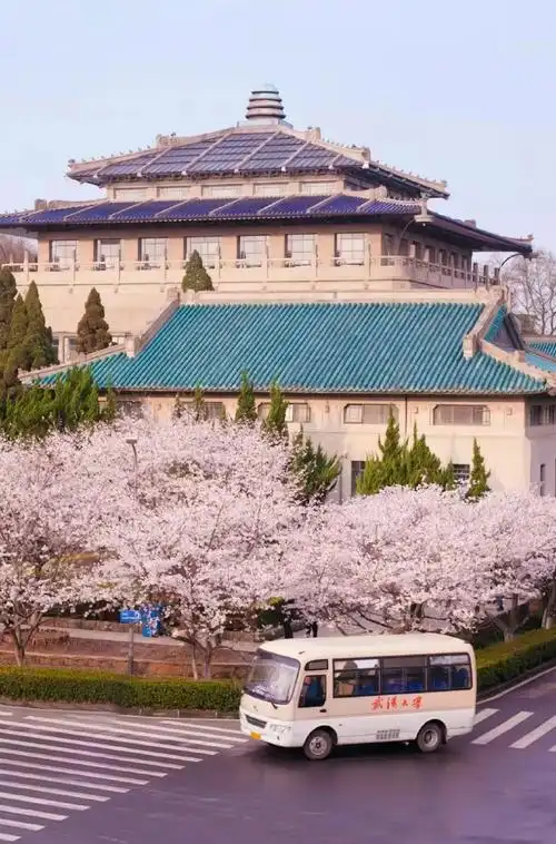 武汉樱花##武汉大学樱花雨
