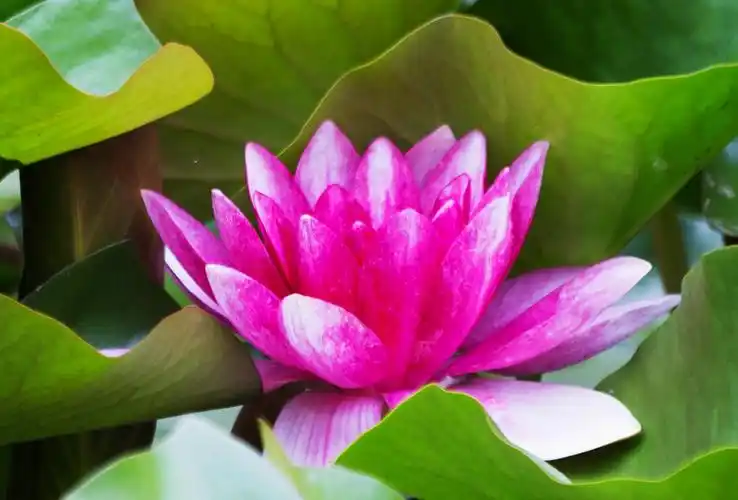 故,莲花成就了善良,圣洁,宽容,大度之美好.故,佛学说:"花开见佛性".