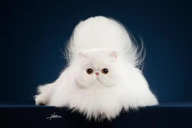波斯猫|摄影|宠物摄影|amyworks赛猫摄影 - 原创作品 - 站酷 (zcool)
