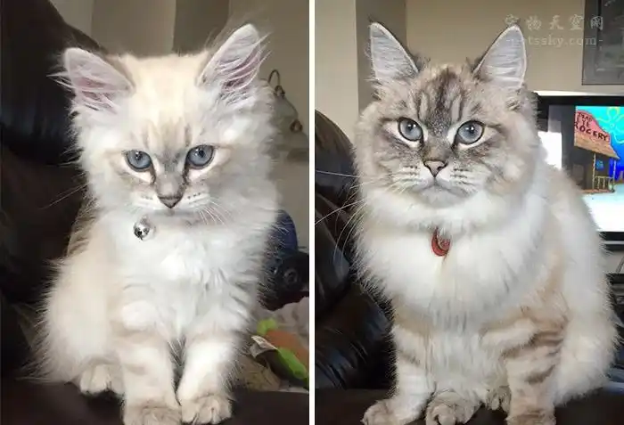 岁月流逝得太快了,家里的猫咪长大前后的对比照片(19张)