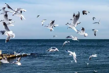 海鸥在大海中翱翔饥饿的海鸥在冬天的海滩上盘旋,在大海和蓝天的背景