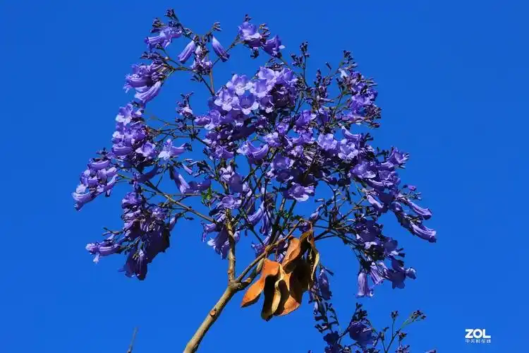 蓝花楹-中关村在线摄影论坛