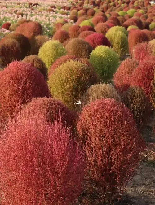 佳能 #小痰盂除了地肤草还要很多其他的花花草草,大面积的种植所以