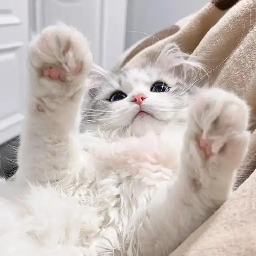 小猫咪太爱撒娇会不会没有人喜欢